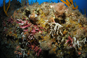 Oculina virgosa