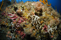 Oculina virgosa