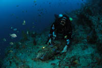 Encrusted Scooter, Northern Arch, Poor Knights Islands