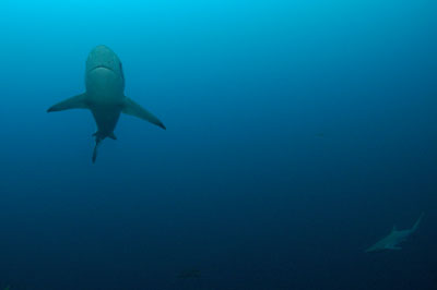 Carcharhinus brachyurus