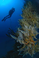 Nippo Maru Truk Lagoon