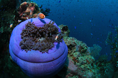 Shinkoku Maru Truk Lagoon