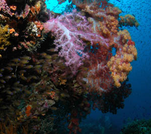 Shinkoku Maru Truk Lagoon