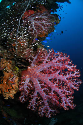 Hoki Maru Truk Lagoon