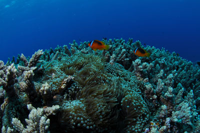 Ha'apai Tonga
