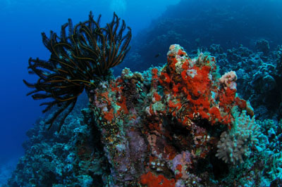 Ha'apai Tonga