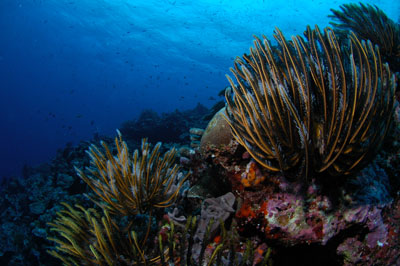 Ha'apai Tonga