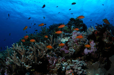 Ha'apai Tonga