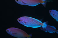 Callanthias australis