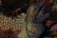 Gymnothorax prinodon