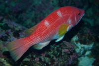 Bodianus flavipinnis