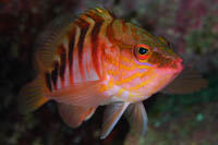 Hypoplectrodes sp.