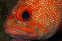 Trachypoma macracanthus