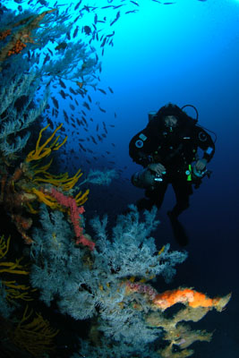 Black coral