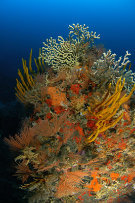 Sponge and gorgonian garden