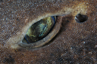 loscyllium isabellum