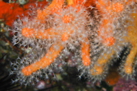 Alcyonium aurantiacum