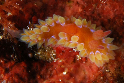 Caldukia rubiginosa