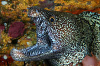 Enchelycore ramosa