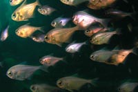 Pempheris adspersa