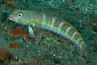 Parapercis binivirgata