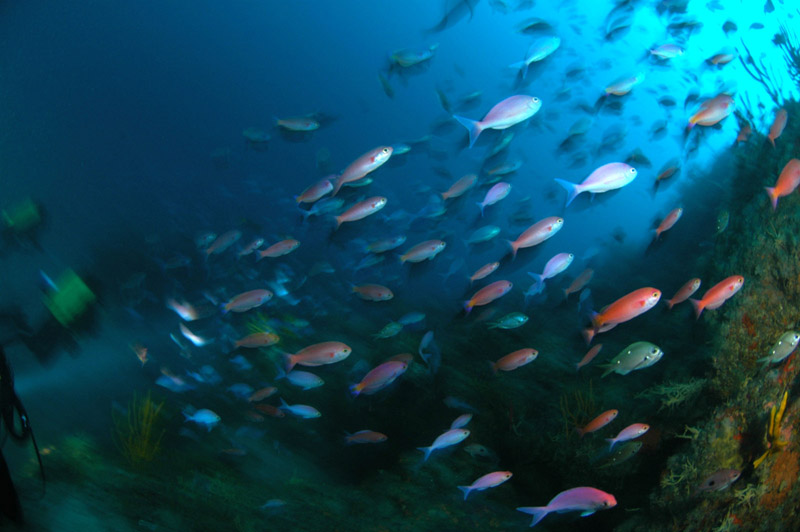 Twelve fathom reef