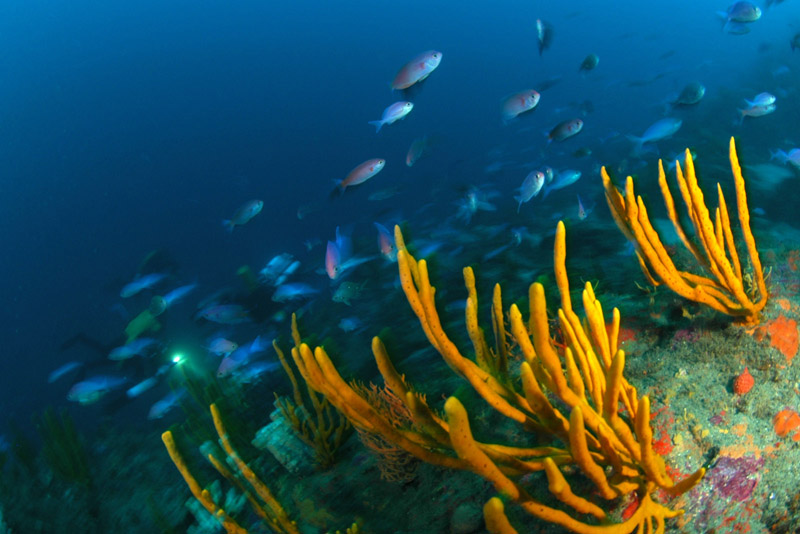 Twelve fathom reef