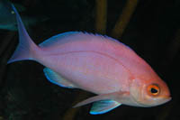 Caprodon longimanus