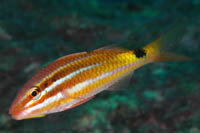 Parupeneus spilurus