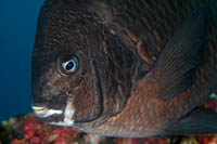 Parma alboscapularis