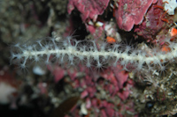 Clavularia novaezealandiae