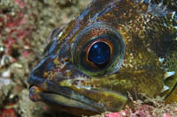 Helicolenus percoides