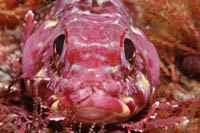Cryptichthys jojettae