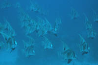 Zanclistius elevatus