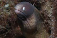 Gymnothorax thyrsoidea