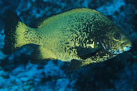 Girella fimbriata