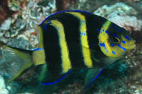 Parma kermadecensis
