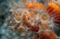 Epizoanthus sp.