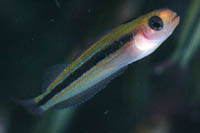 Obliquichthys maryannae