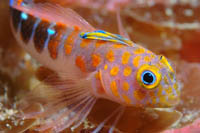 Notoclinops caerulepunctus