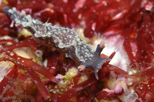 Tritonia flemingi