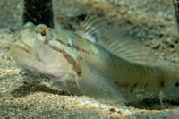 Arenigobius bifrenatus