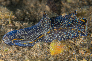 Philinopsis taronga