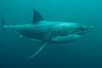 Carcharodon carcharias