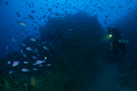 Imagination Point, Poor Knights Islands
