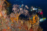Imagination Point, Poor Knights Islands