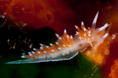 Coryphellina albomarginata