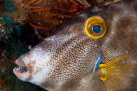 Parika scaber