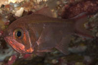 Optivus elongatus