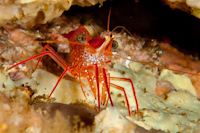 Rhynchocinetes sp.